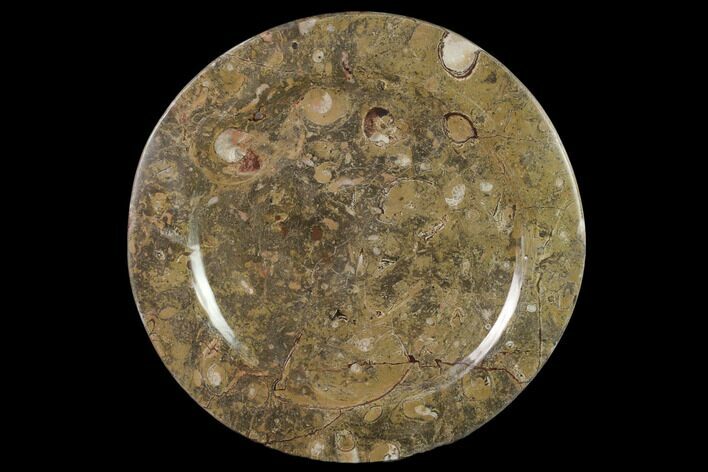 Fossil Orthoceras & Goniatite Round Plate - Stoneware #140071